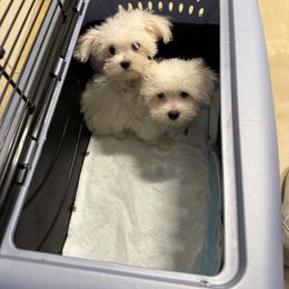 Maltese and Maltipoo Puppies from Julie Tremblay