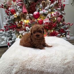 Ripley (CKC) - Red  female Poodle puppy in Rainbow City, Alabama from Spinks Poodles