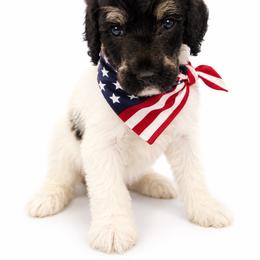 Gale - Parti female Poodle puppy in Washington, Pennsylvania from Patriotic Poodles