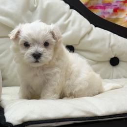 Dutton - White male Maltese puppy in Monticello, Iowa from Ashley’s Puppies