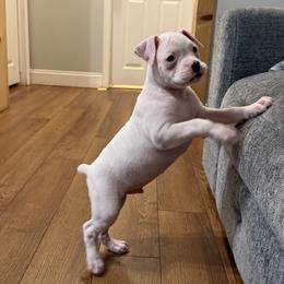 Boy 5 - White male Boxer puppy in Prestonsburg, Kentucky from Bre’s Boxers
