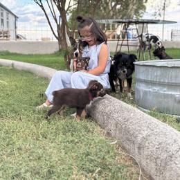 Toy Australian Shepherd Puppies from Carlsbad Toy Aussies