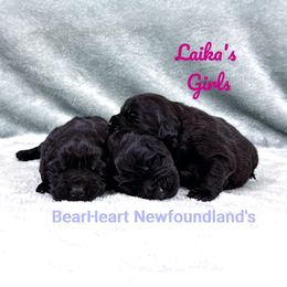 Roxy - Black female Newfoundland puppy in Cortez, Colorado from Bear Heart Newfoundlands, LLC