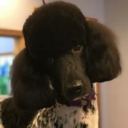 Ember - Poodle