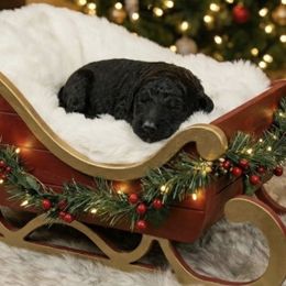 Boy 5 - Black male Goldendoodle puppy in Sterling, Connecticut from Justine’s Retrievers and Doodles