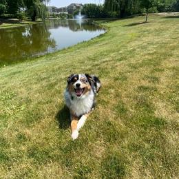 Apollo - Blue merle male Australian Shepherd puppy in Kentland, Indiana from Pine Grove Aussies