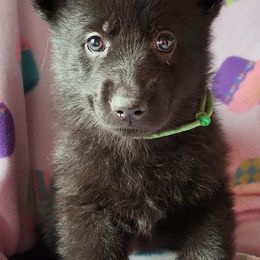 German Shepherds from Adorable German Shepherds