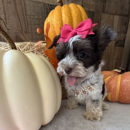 Girl 1 - Parti female Yorkshire Terrier puppy in Howe, Oklahoma from Ray Holder