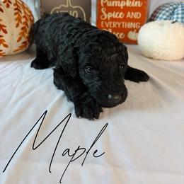 Maple - Black female Goldendoodle puppy in Cedartown, Georgia from Loyal Doodles