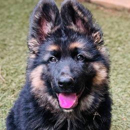 German Shepherd Puppies from AB_Elite_GSD