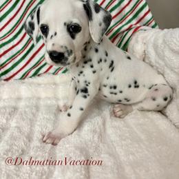 Cowardly Lion - White and black male Dalmatian puppy in Chehalis, Washington from Dalmatian Vacation