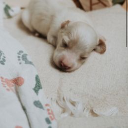Boy 3 - Cream male Dachshund puppy in Staley, North Carolina from Langley Farms Dachshunds