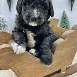 Wednesday - Black and white female Sheepadoodle puppy in Thornville, Ohio from Four Front Doodles & Friends