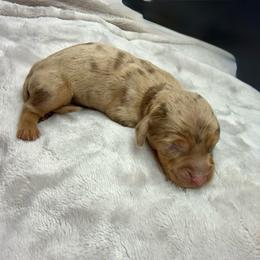 AKC Bluey - Dapple male Dachshund puppy in Laveen, Arizona from Acosta Kennels