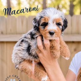 Macaroni - Blue merle male Bernedoodle puppy in Sugar Hill, Georgia from Deep Creek Doodles