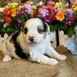 Alder - Blue merle male Miniature American Shepherd puppy in Cowlitz County, Washington from Pleasant Woods Miniature American Shepherds