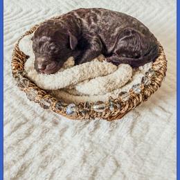 Jett - Brown male Bernedoodle puppy in Lake City, Florida from 224 Doodles and Poodles