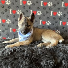 Bishop 🧡 Agouti - Agouti and white Siberian Husky puppy in Fairborn, Ohio from Haven of Free Spirits