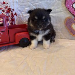 Thomas - Black and white male Pomsky puppy in Bucyrus, Missouri from Hill Top Pomskies