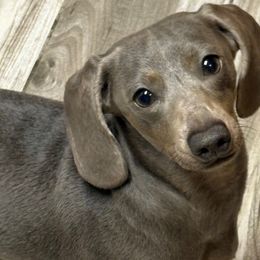 Sadie - Dachshund