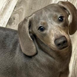 Sadie - Dachshund