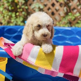 Mango - Cream male Labradoodle puppy in Murray, Utah from Swann's Kennels