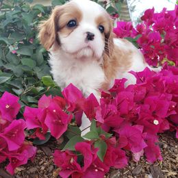Cavalier King Charles Spaniel Puppies from Diamond Valley Ranch
