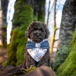 Mr.Grinch - Black male Cockapoo puppy in Deming, Washington from Heavenly Puppies to Love