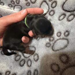 Green - Black and tan male Yorkshire Terrier puppy in Thomasville, Georgia from Southern Belle Yorkies