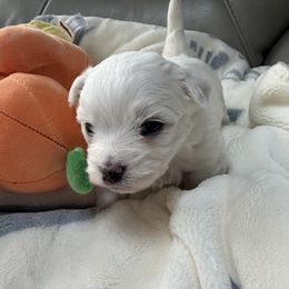 Boone - White male Coton de Tulear puppy in Ludington, Michigan from Cotten's Sunset Kennels
