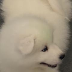 Samoyeds from Sandy Decker