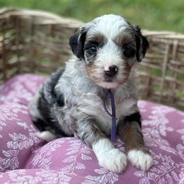 Tansy - Merle female Bernedoodle puppy in Rising Sun, Indiana from Ruby Lane Doodles