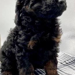 Poodles from Coats & Tails Dog