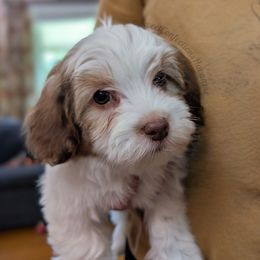 Swiss - Red sable female Havanese puppy in Marysville, Ohio from Sweet Confections Havanese
