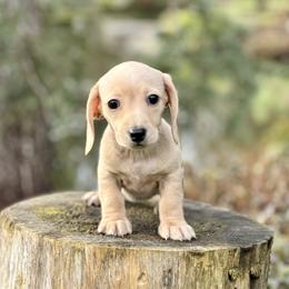 Dachshund Puppies from Northwest Dachshunds