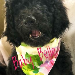 Goldendoodle and Poodle Puppies from Sugar Babies : The Gentle Doodles