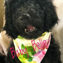 Goldendoodle and Poodle Puppies from Sugar Babies : The Gentle Doodles
