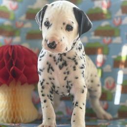 Mario - White and black male Dalmatian puppy in Whitwell, Tennessee from Rock a Dalmatian “RockADal”