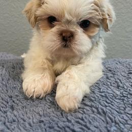 Finley - Cream and white male Shih Tzu puppy in Cabot, Arkansas from Twilight Shih Tzu