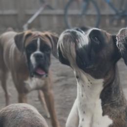 Boxers from Rorschach Boxers