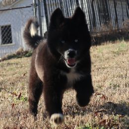 Misa - Siberian Husky