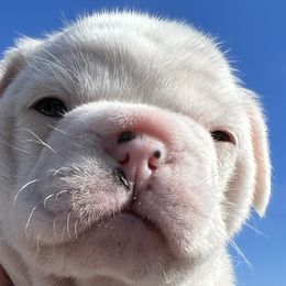 Girl 1 - French Bulldog puppy in Elk Grove, California from Love My Crazy Frenchies