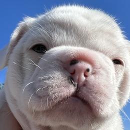 Girl 1 - French Bulldog puppy in Elk Grove, California from Love My Crazy Frenchies