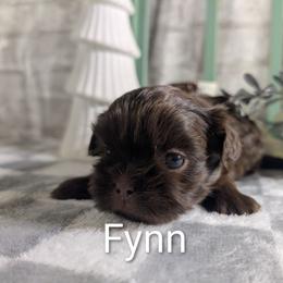 Fynn - Chocolate male Shih Tzu puppy in Poultney, Vermont from Morgan's Shih Tzus