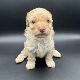 Girl 4 - Cream female Poodle puppy in Fredericktown, Missouri from Ellie & Co. Doodles