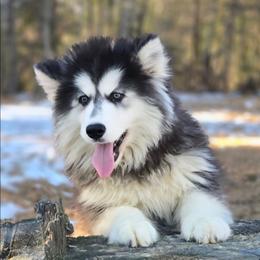 Tesa - Black and white female Siberian Husky puppy in Woodlawn, Virginia from Delta Huskies
