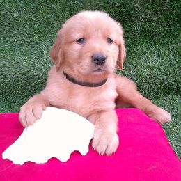 Garnet - Golden male Golden Retriever puppy in Salem, Oregon from Oregon Rose Goldens