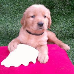 Garnet - Golden male Golden Retriever puppy in Salem, Oregon from Oregon Rose Goldens