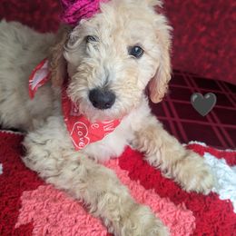 Girl 2 - Cream Goldendoodle puppy in Texas from Hoppi Sensory Doodles