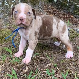 Boy 5 - Red merle male Catahoula Leopard Dog puppy in Gadsden, Alabama from Rich Cat’s